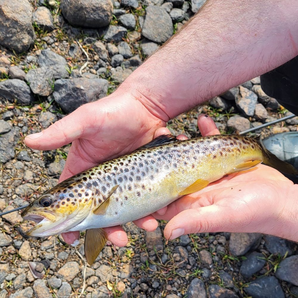 A bonnie Loch an Duin trout